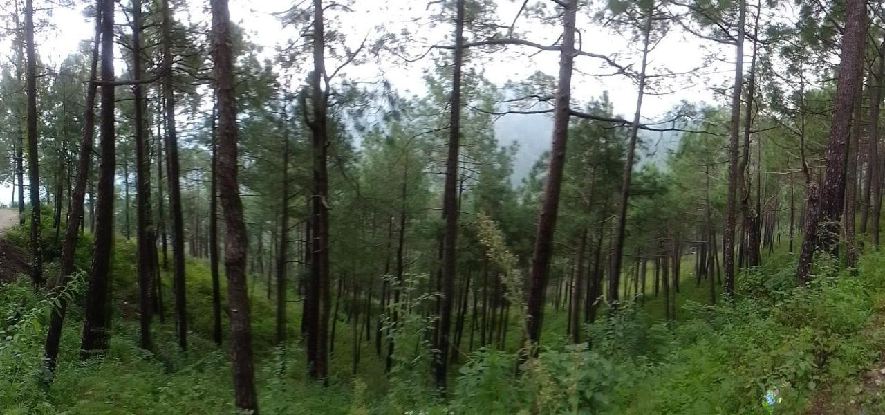 Thakur Homes- Couple And Family Friendly Homestay Shimla Luaran gambar
